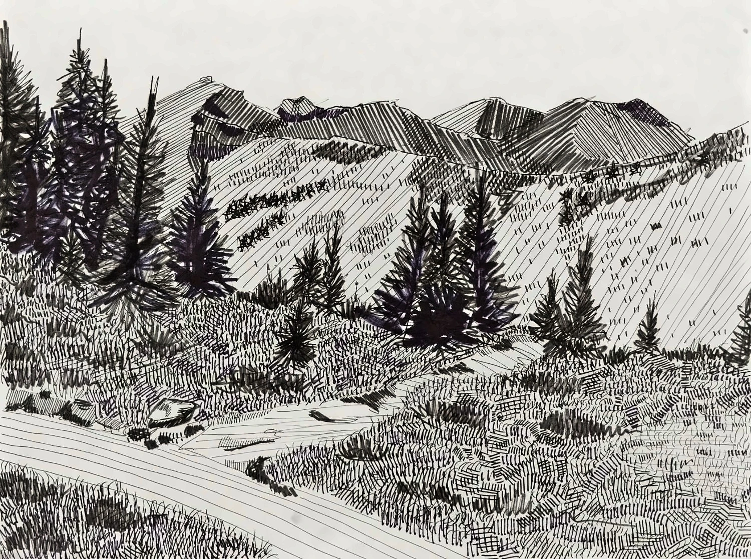 Pines above the road, pen and ink